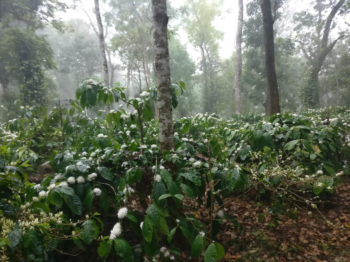 Robin Woods Homestay Sakleshpur Bagian luar foto